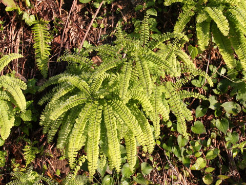 Adiantum pedatum