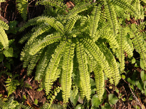 Adiantum pedatum