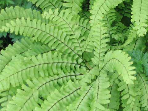 Adiantum pedatum