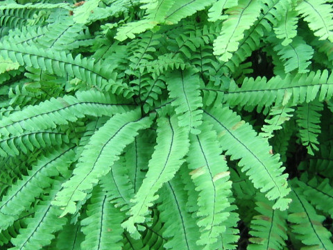 Adiantum pedatum