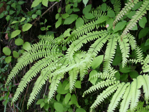 Adiantum pedatum