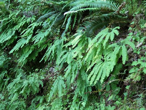 Adiantum pedatum