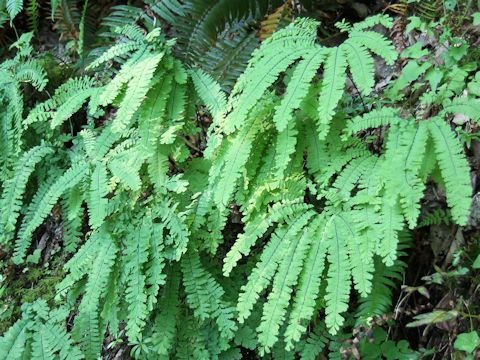 Adiantum pedatum