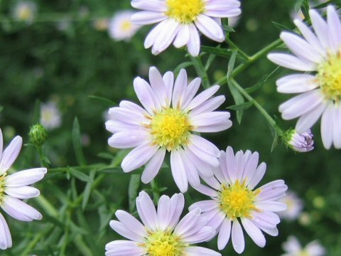 Aster pilosus