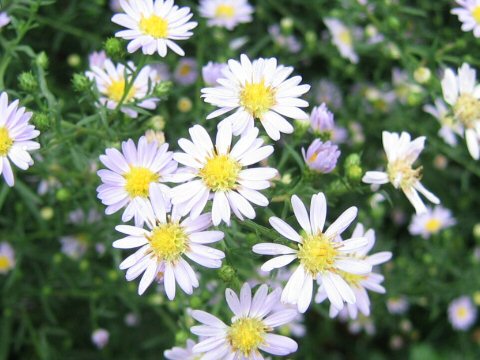 Aster pilosus