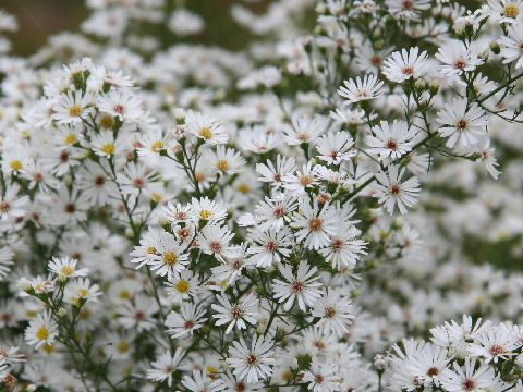 Aster pilosus