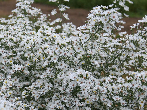 Aster pilosus