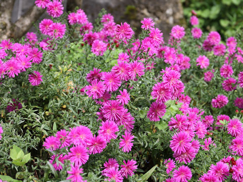 Aster pilosus