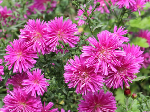 Aster pilosus