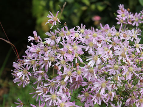 Aster pilosus