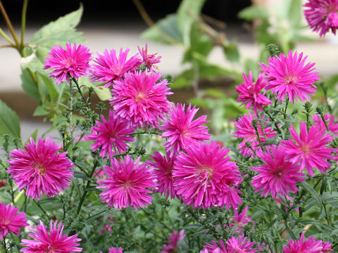 Aster pilosus