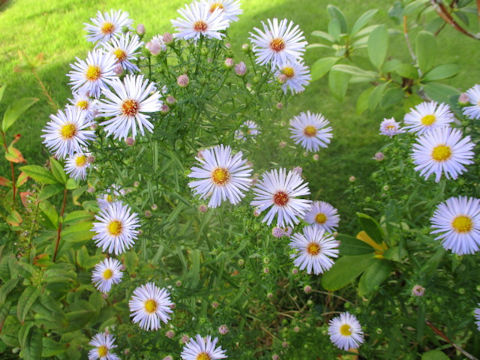 Aster pilosus