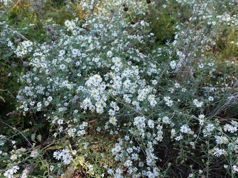 Aster pilosus