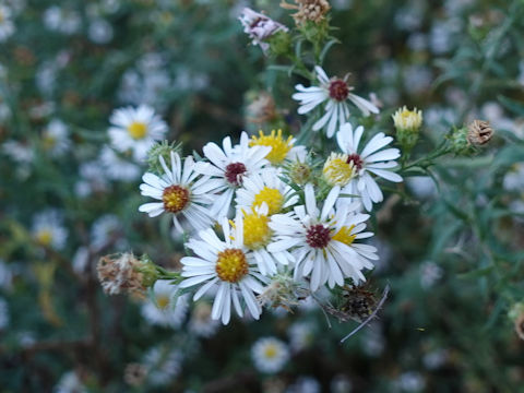 Aster pilosus