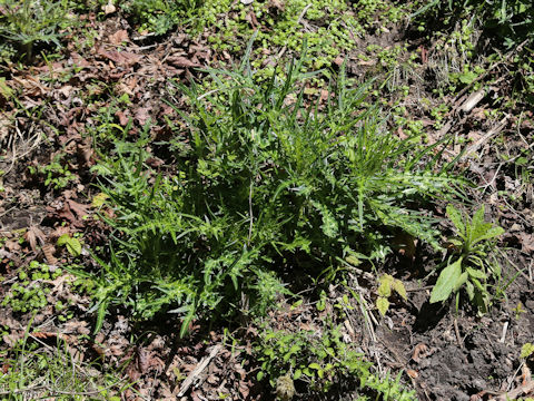 Cirsium kujuense