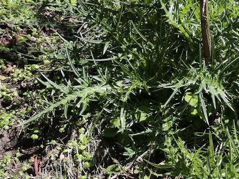Cirsium kujuense