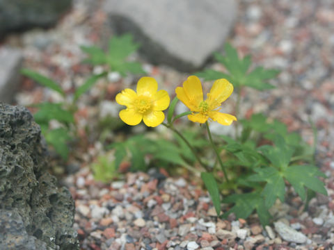 Ranunculus pygmaeus