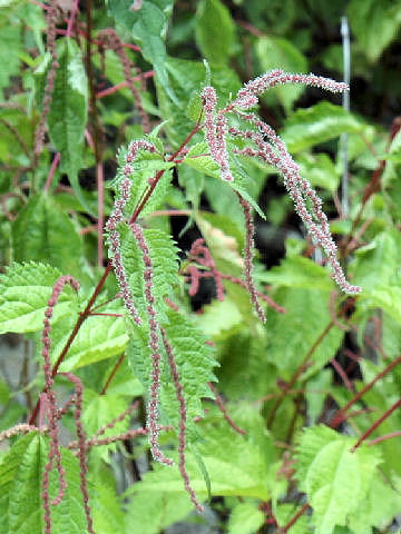 Boehmeria tricuspis var. unicuspis