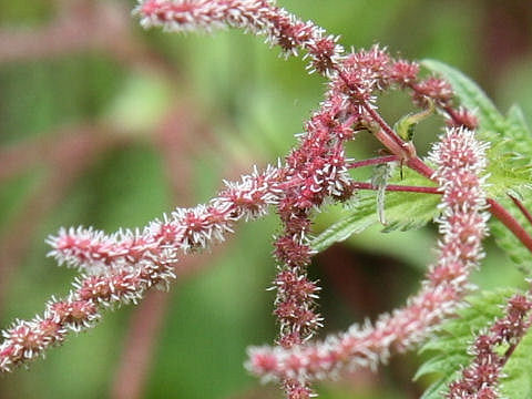 Boehmeria tricuspis var. unicuspis