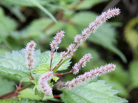 Boehmeria tricuspis var. unicuspis