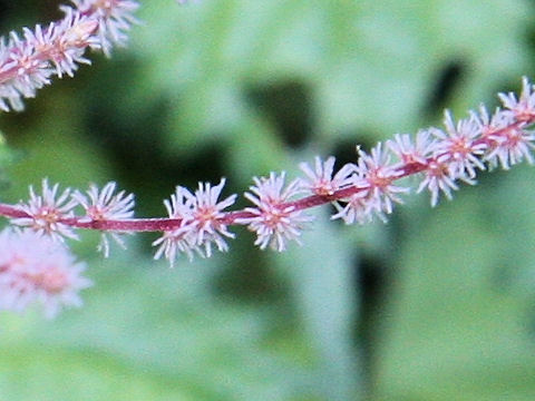 Boehmeria tricuspis var. unicuspis