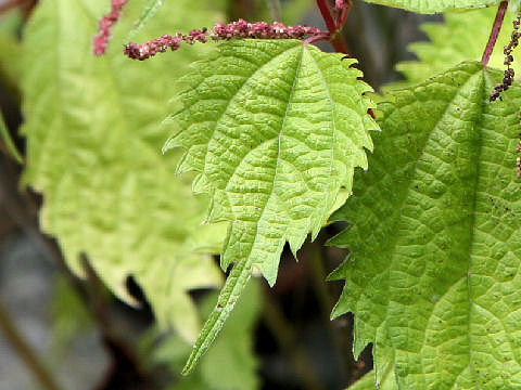 Boehmeria tricuspis var. unicuspis