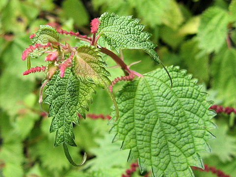 Boehmeria tricuspis var. unicuspis