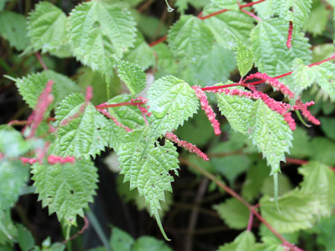 Boehmeria tricuspis var. unicuspis