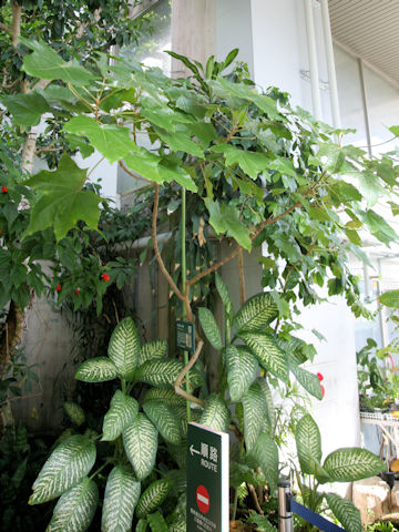 Aleurites moluccanus