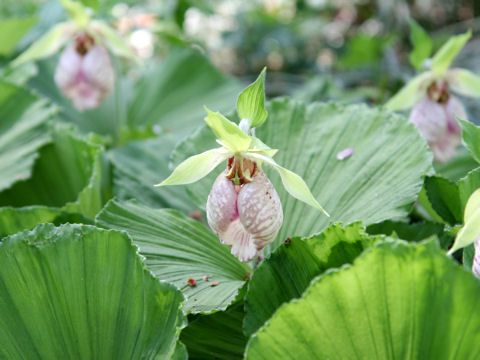 Cypripedium japonicum