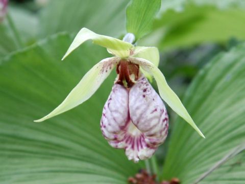 Cypripedium japonicum