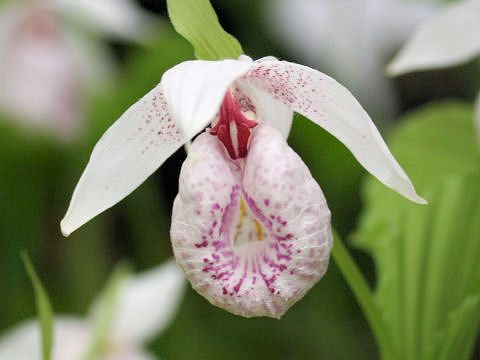 Cypripedium japonicum