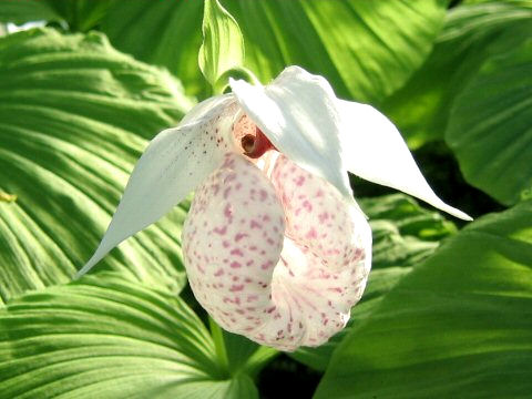 Cypripedium japonicum