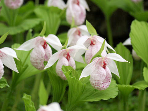 Cypripedium japonicum