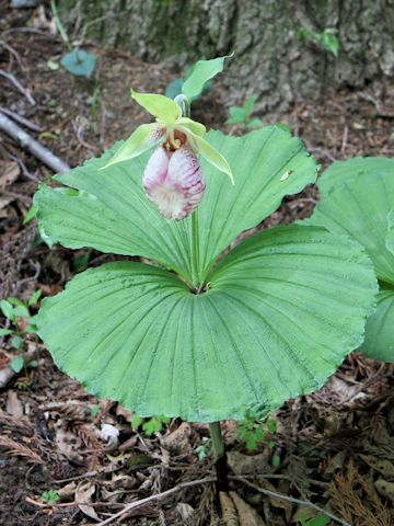 Cypripedium japonicum