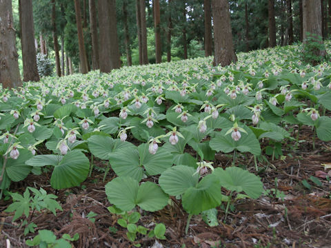 Cypripedium japonicum