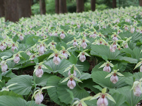 Cypripedium japonicum