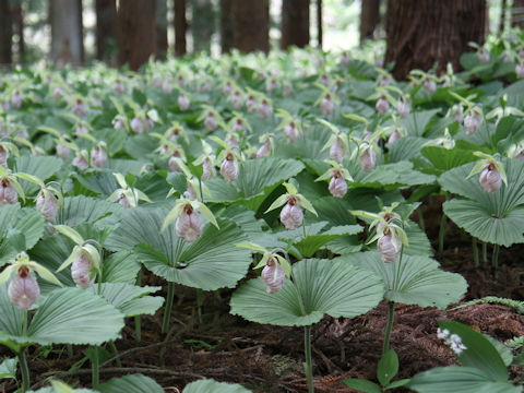 Cypripedium japonicum