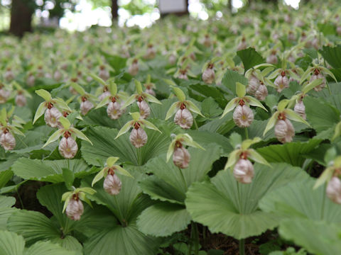 Cypripedium japonicum