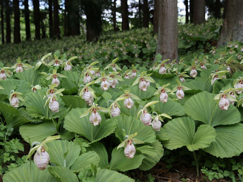 Cypripedium japonicum