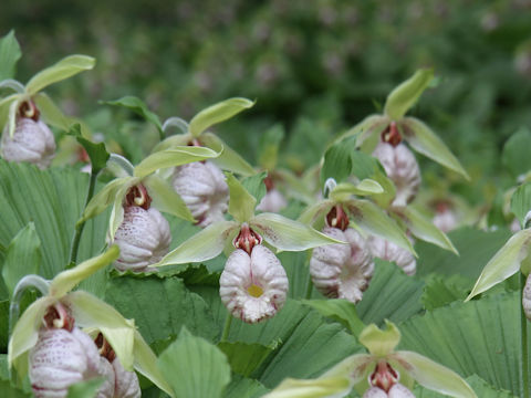 Cypripedium japonicum