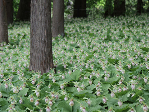 Cypripedium japonicum