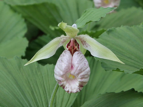 Cypripedium japonicum