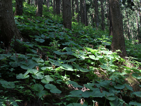 Cypripedium japonicum