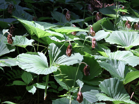 Cypripedium japonicum