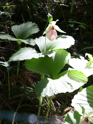 Cypripedium japonicum