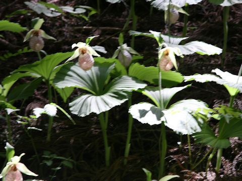 Cypripedium japonicum