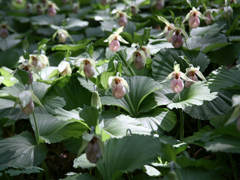 Cypripedium japonicum