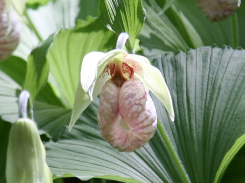 Cypripedium japonicum