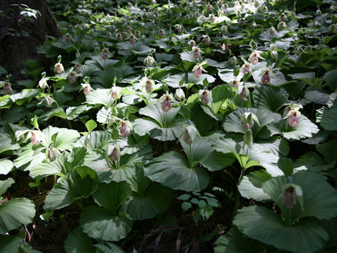 Cypripedium japonicum